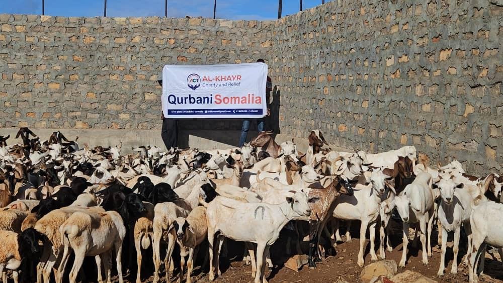 Qurban photo 16