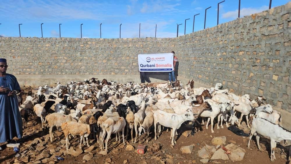 Qurban photo 12